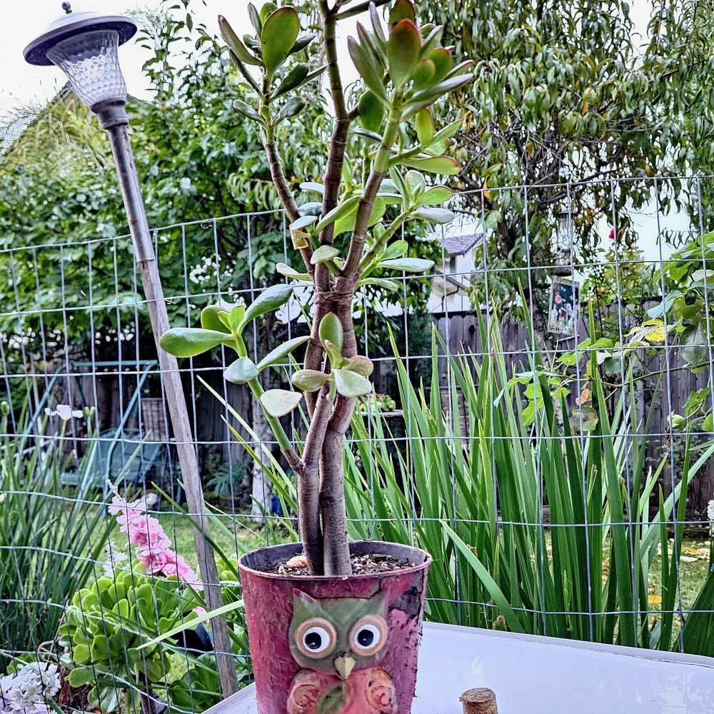Ruby Jade Tree - Picture 5 of 7
